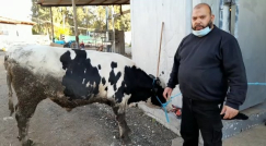 شباب يافا وأصدقاء الشيخ محمد أبو نجم يذبحون عجلاً عن روحه 